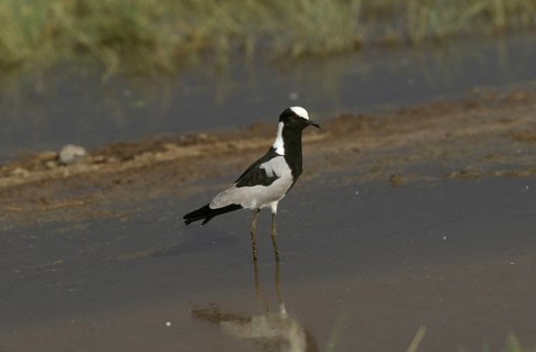 Blacksmith Plover