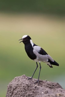 Blacksmith Plover