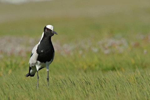 Blacksmith Plover