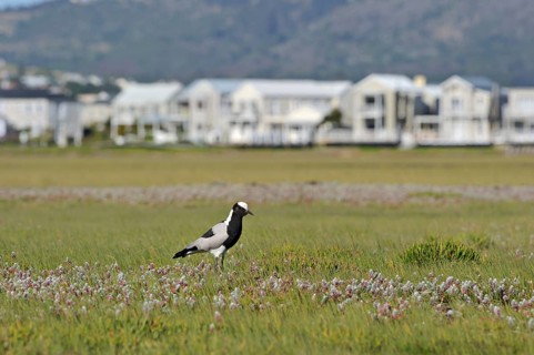 Blacksmith Plover