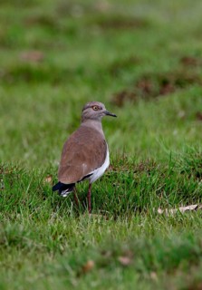 Black-winged Plover