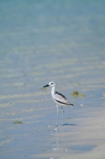 Crab-plover