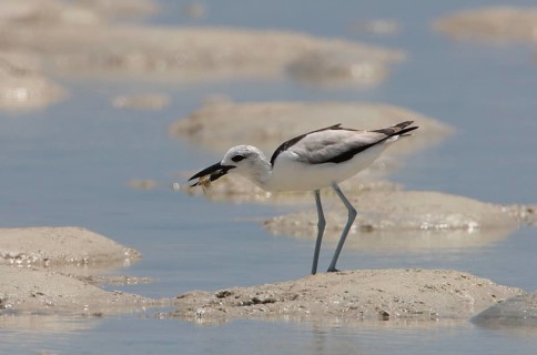 Crab-plover