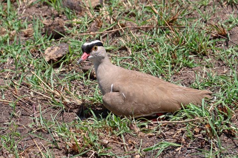 Crowned lapwing