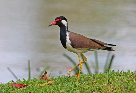 Red-wattled lapwing