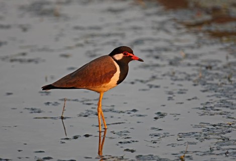 Adult Red-wattled Lapwing