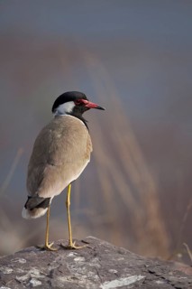 Red-wattled lapwing