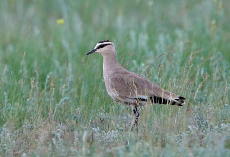 Sociable lapwing