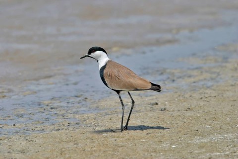 Spur-winged Plover