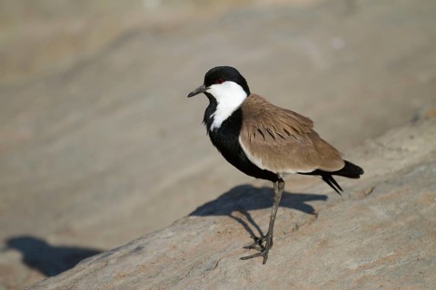 Adult spur-winged lapwing