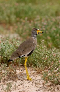 Vanellus african wattled lapwings