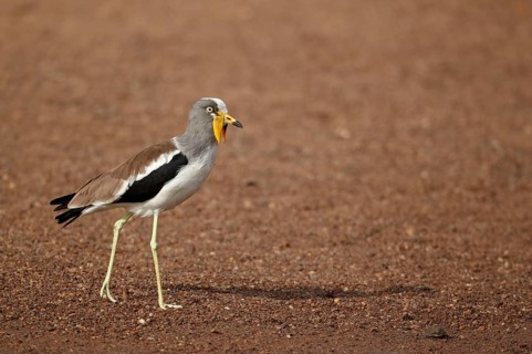 Adult white-crowned lapwing