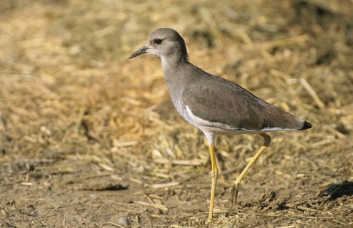 White-tailed Lapwing
