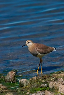 White-tailed Lapwing
