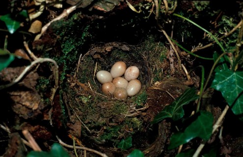 European robin