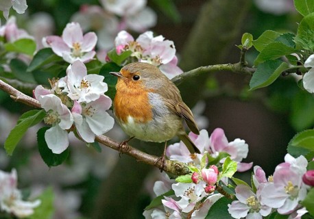 European european robin