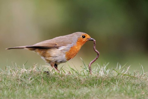 European robin