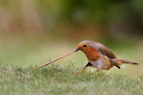 European robin