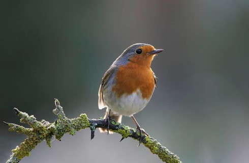 European robin