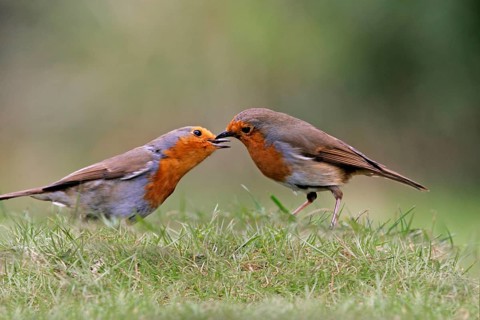 European european robin