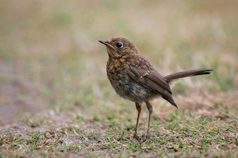 European european robin