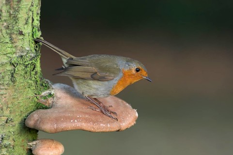 European european robin
