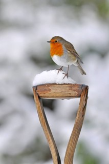 European european robin
