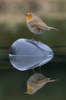 European european robin