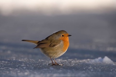 European european robin
