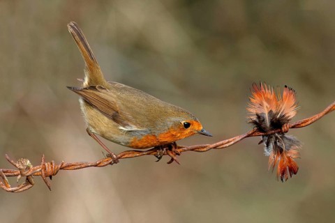 European european robin