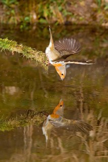 European european robin