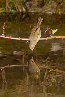 European european robin