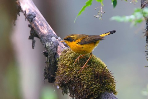 Golden Bush-robin