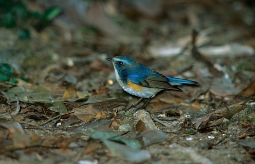 Luscinia cyanura