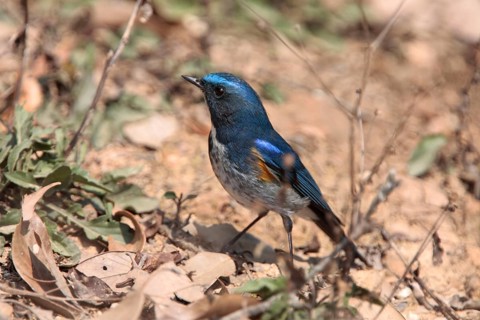 Orange-flanked Bush-robin