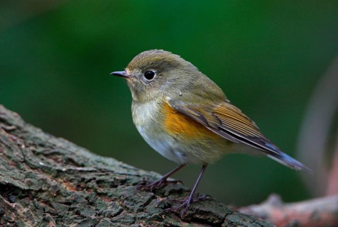 Orange-flanked Scrub Robin