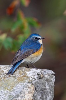 Orange-flanked Bush-robin