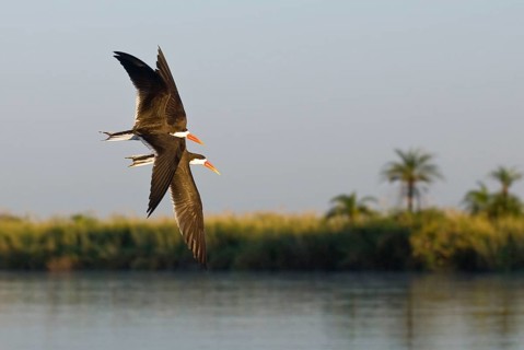 African skimmer