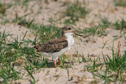 African skimmers
