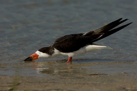 Black Skimmer