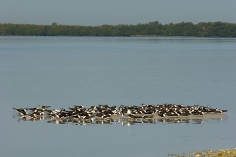 Black Skimmer