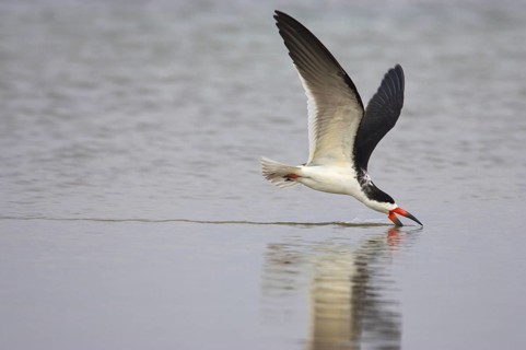 Black Skimmer