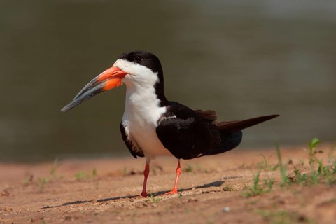 Black Skimmer