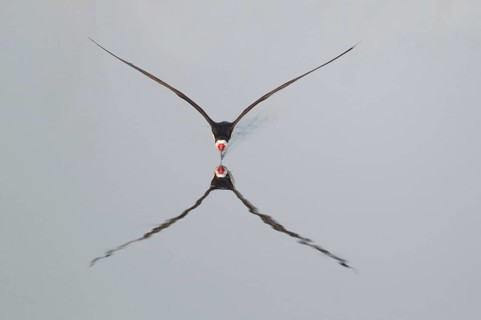 Black Skimmer