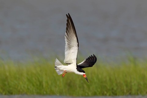 Black Skimmer