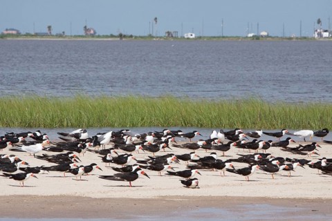 Black Skimmer