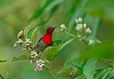 Yellow-backed Sunbird