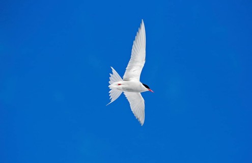 Antipodes Tern
