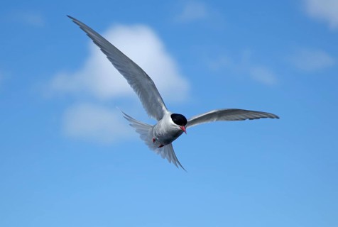 Antipodes Tern