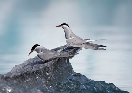 Arctic terns